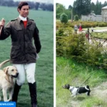 king charles dog
