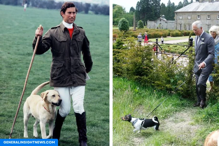 king charles dog